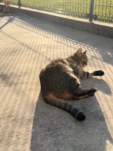 外で寝転がる猫