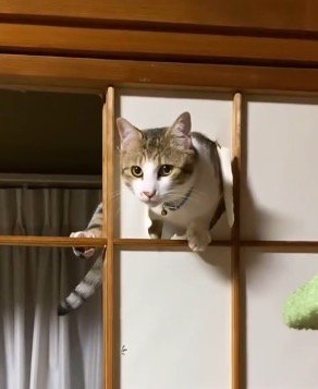 破いた和紙の間から飼い主を見つめる猫