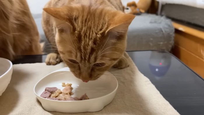 納豆の入った器に顔を近づける猫