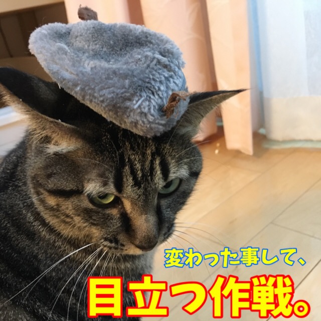 目立ちたい猫