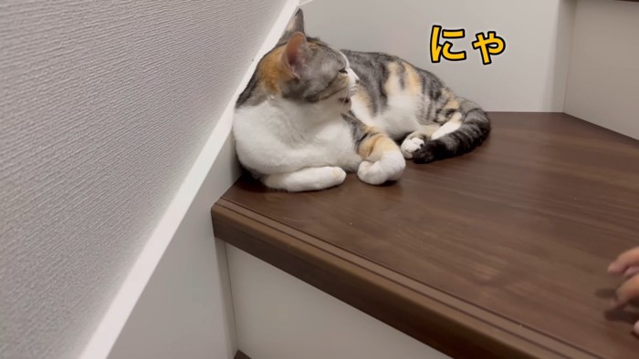 返事をする猫