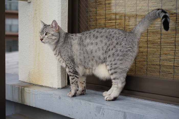 窓の外に立つエジプシャンマウ