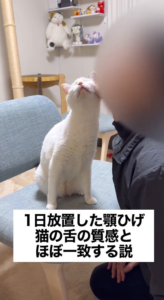 飼い主のアゴに顔を当てて目を細める猫
