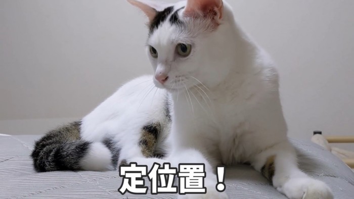 ベッドに乗る猫