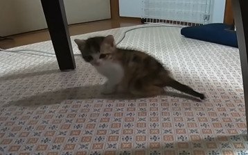 テーブルの下に佇む子猫