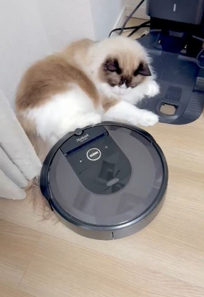 動くロボット掃除機を足で押し返す猫