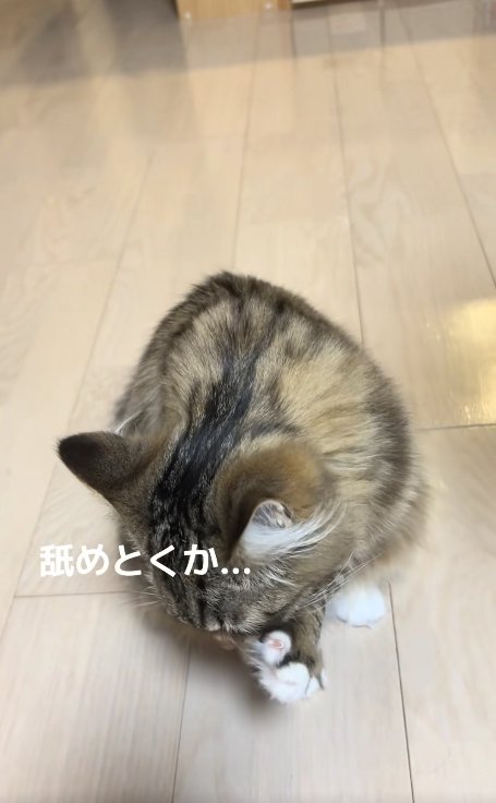左前足を舐めている猫