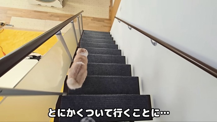 階段を下りる猫