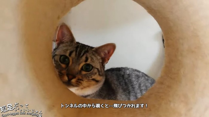 トンネルの向こうから見る猫