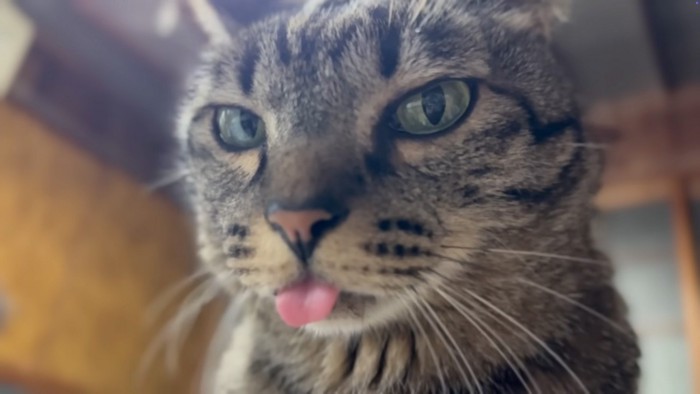 アップ猫