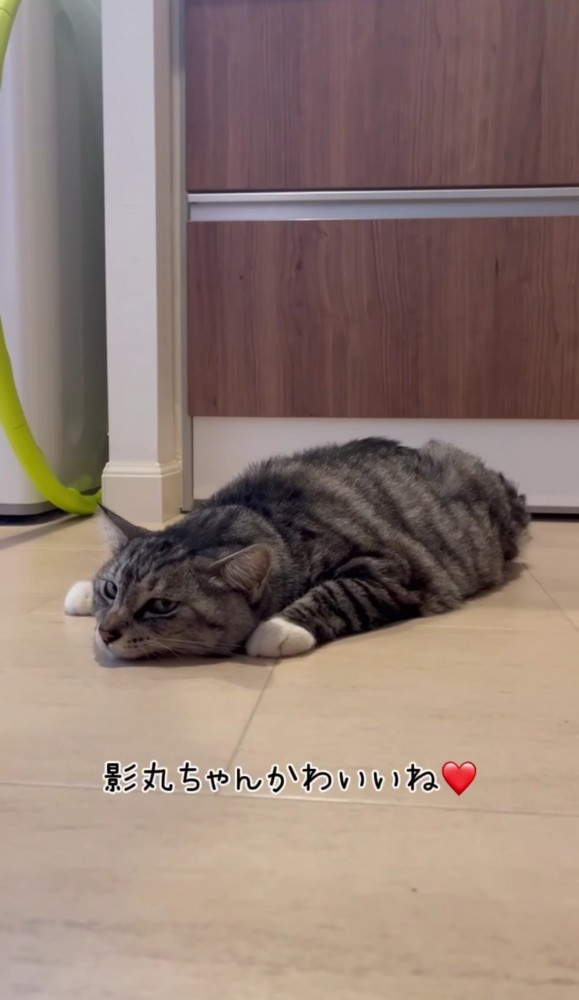 床に寝そべっている猫「影丸ちゃんかわいいね」の文字