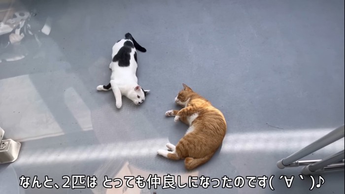 寝転がる2匹の猫