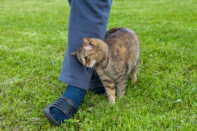 スリスリしている猫