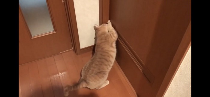 引き戸をあけようとする猫