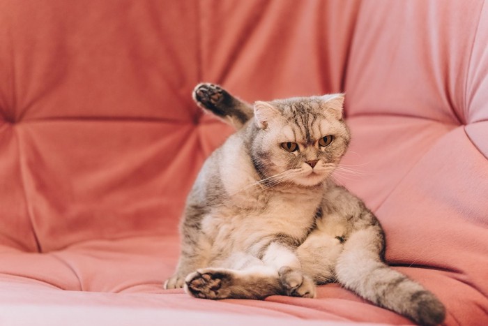 足を開いた猫