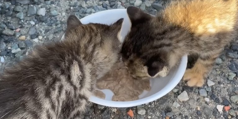 ご飯を食べる2匹の子猫