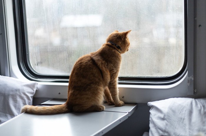 電車に乗っている猫
