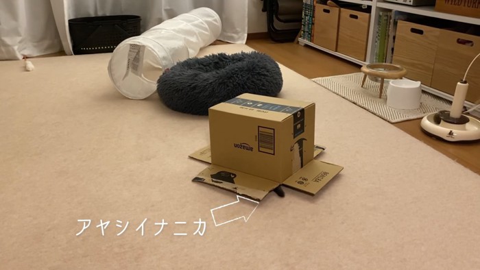 箱から出ている猫のしっぽ