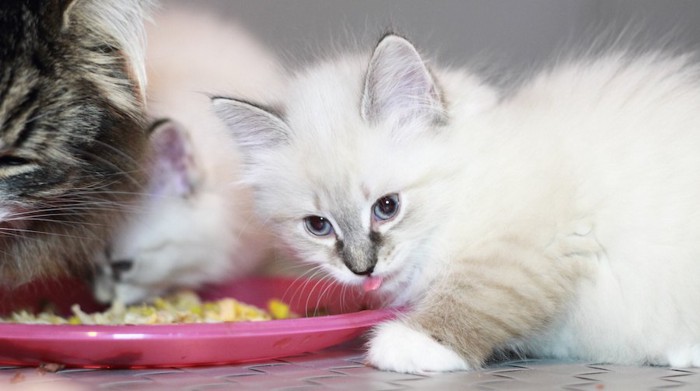 離乳食を食べる子猫たち