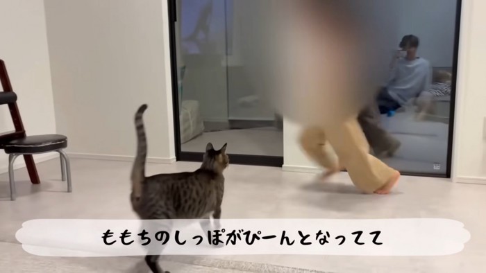 テロップ「ももちのしっぽが~」