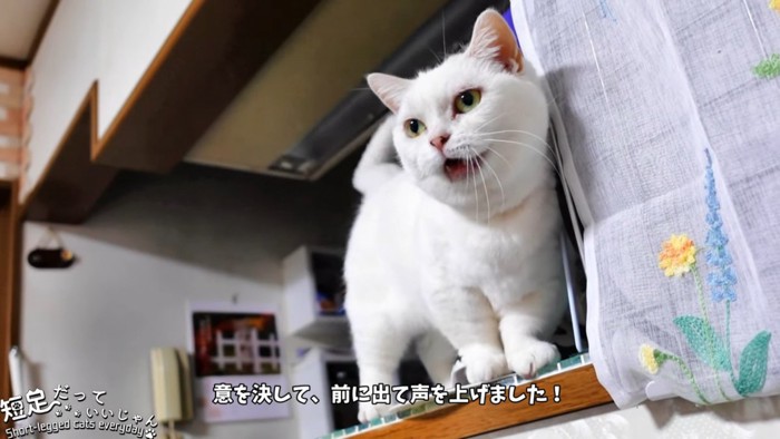 鳴く猫