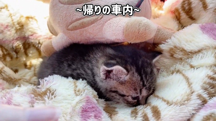 ぬいぐるみの下に隠れる赤ちゃん猫