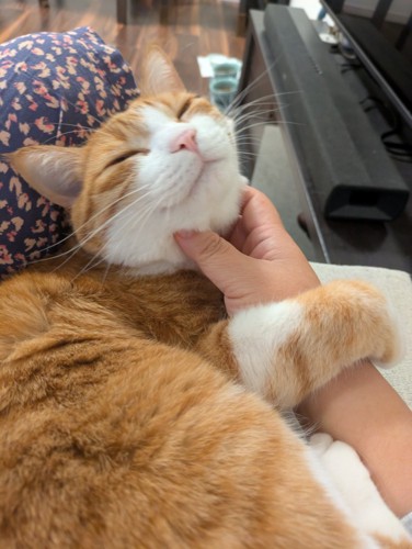 なでられる猫