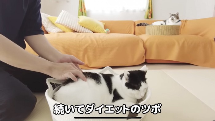 ダイエットのツボ