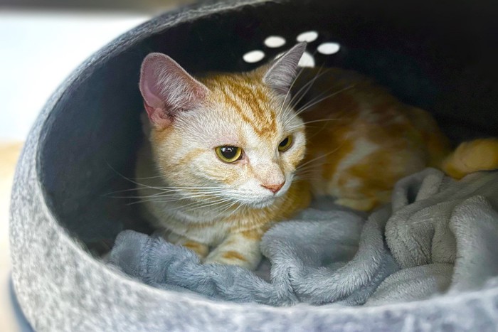 猫ベッドに入る猫