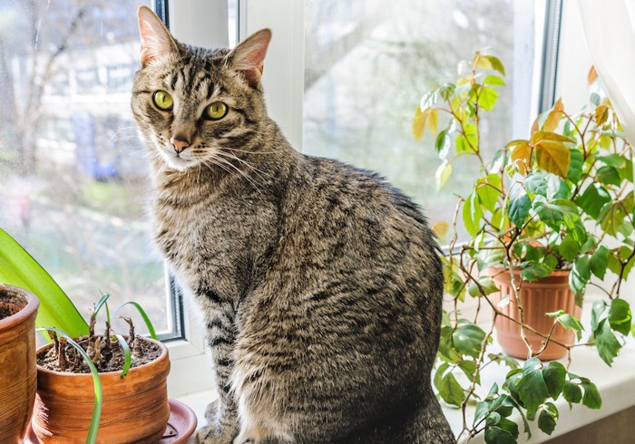 観葉植物のそばでくつろぐ猫