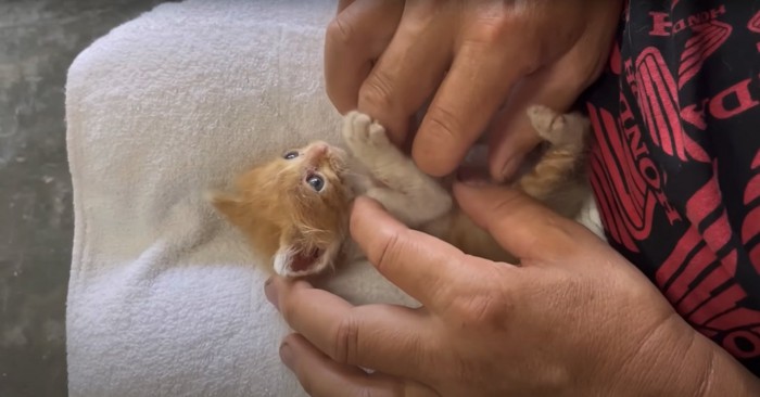 保護主の膝の上でひっくり返る子猫