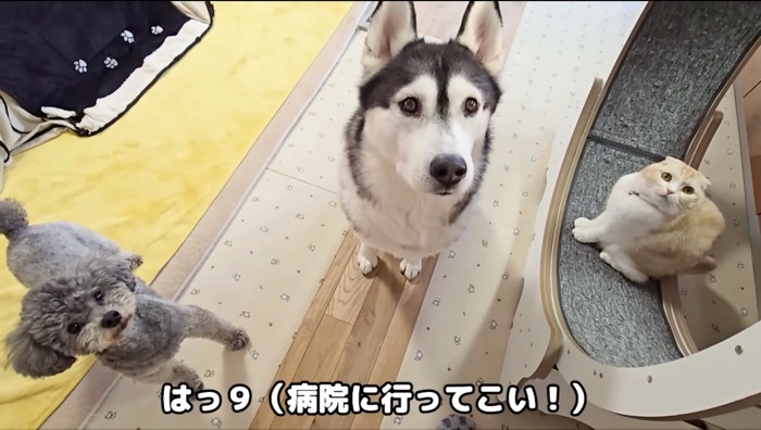 飼い主を見上げる猫と2頭の犬