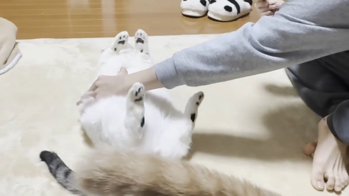 転がされる猫ちゃん