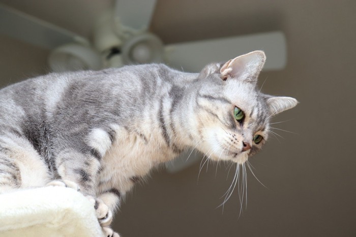 獲物の存在に気付いて注目する猫