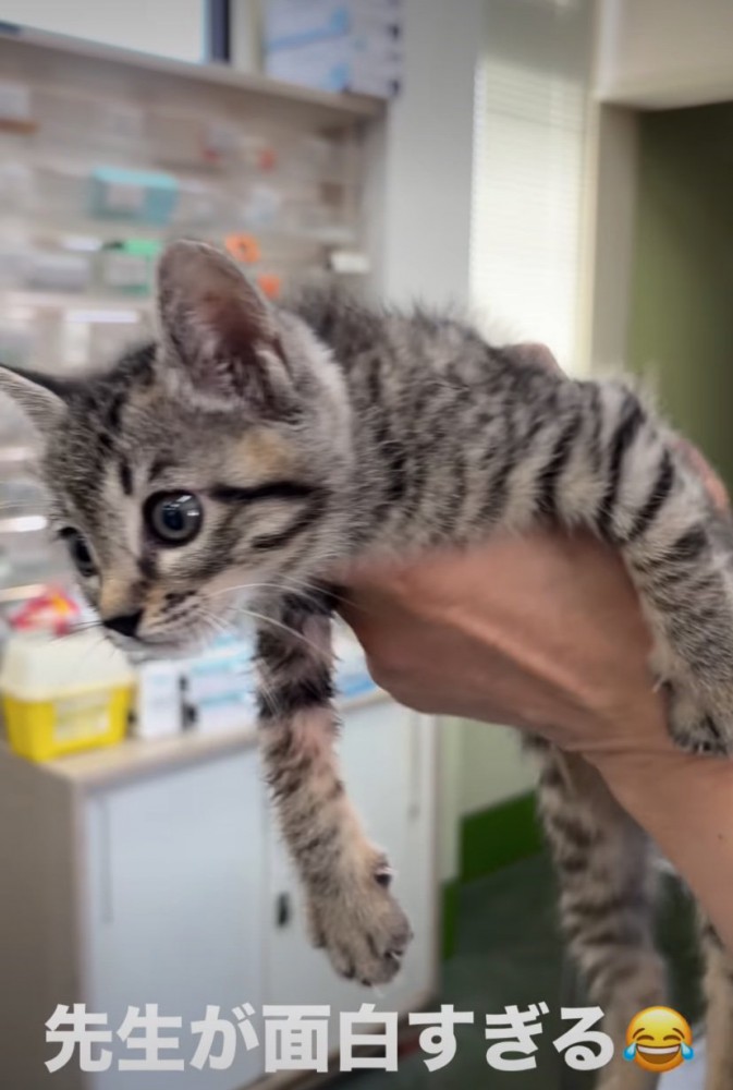 診察を受ける子猫