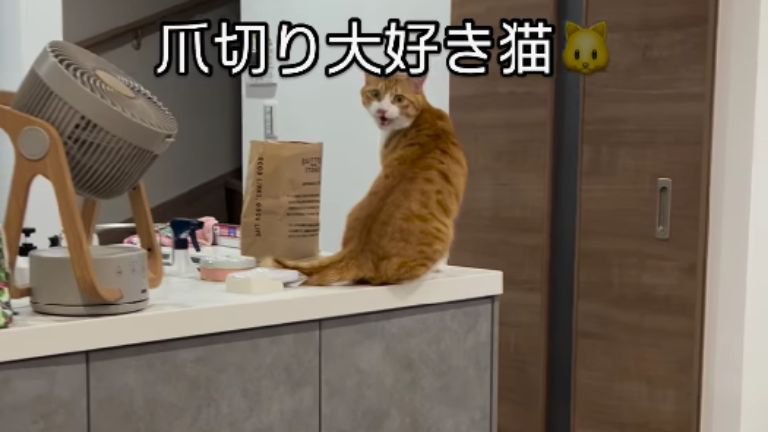 室内にいる猫