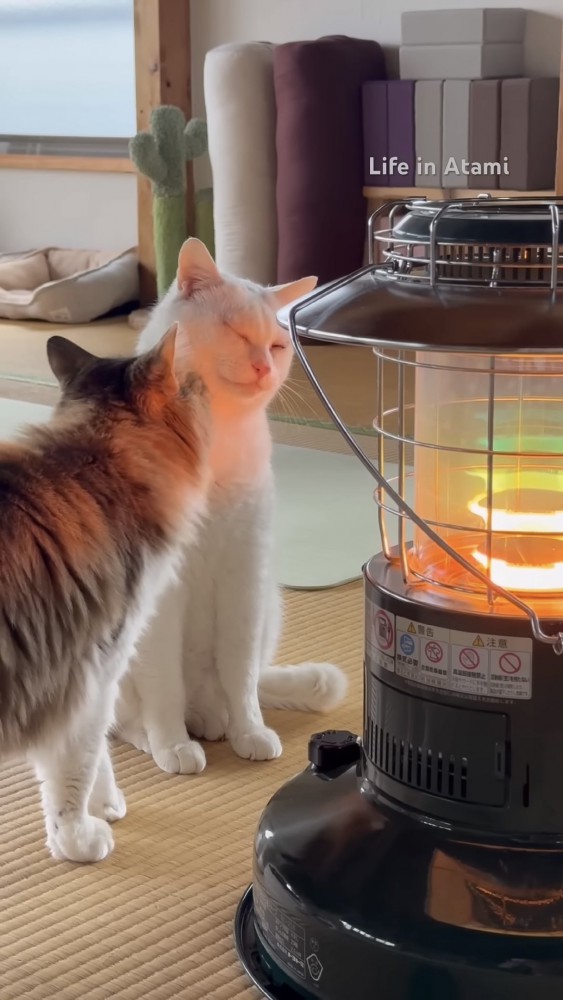 2匹の猫の写真2