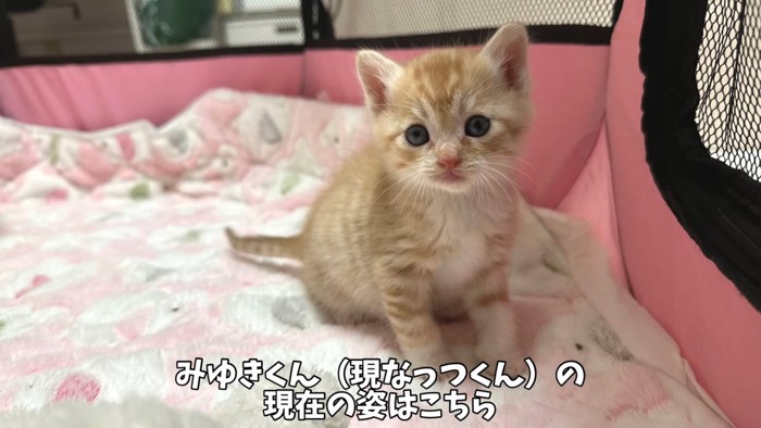 茶トラの子猫