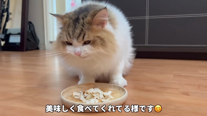 魚を食べる猫