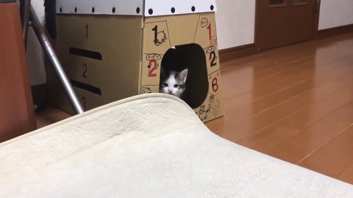 カメラを見る子猫