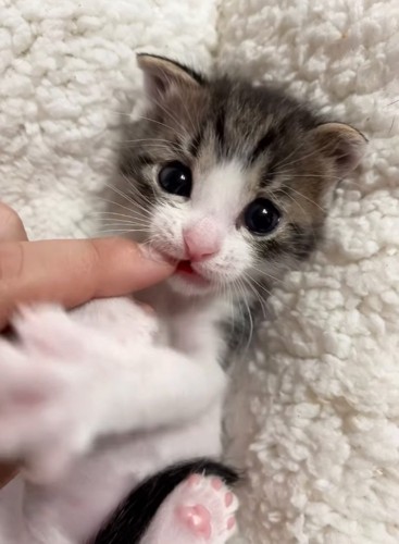 甘噛みする子猫