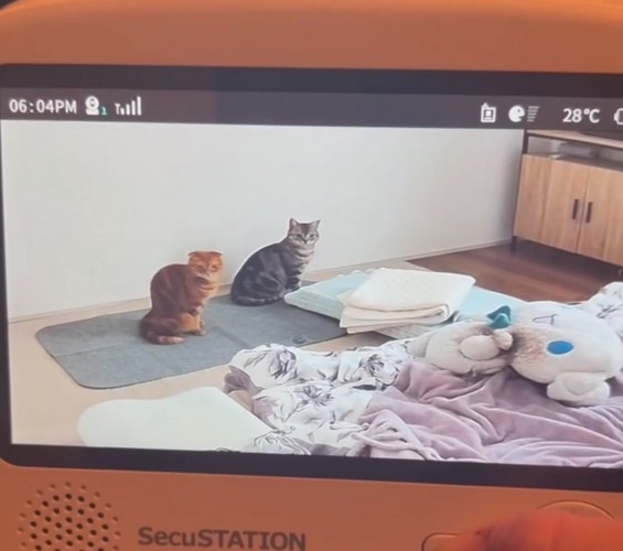姿勢を正す猫