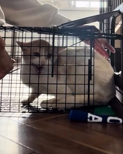 捕獲器の中に入っている猫