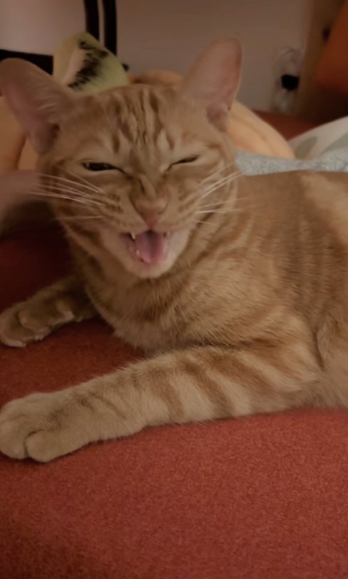 鼻にシワを寄せて口を開けている猫