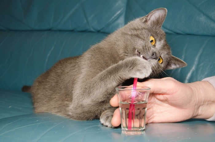 コップに入ったストローを齧る猫