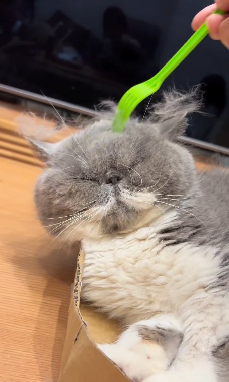 気持ちよさそうな猫