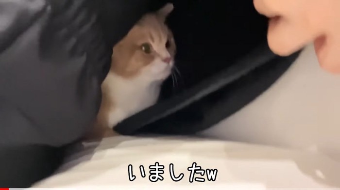 顔を出す猫