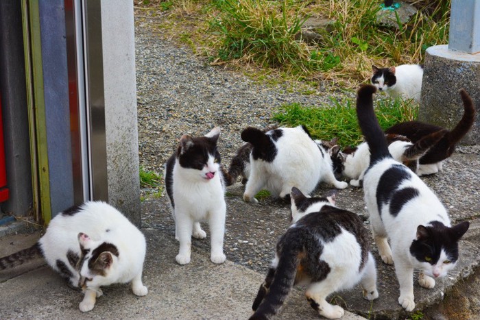 猫の集会