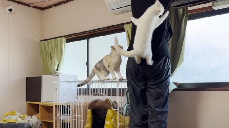 飼い主の背中に張り付く子猫