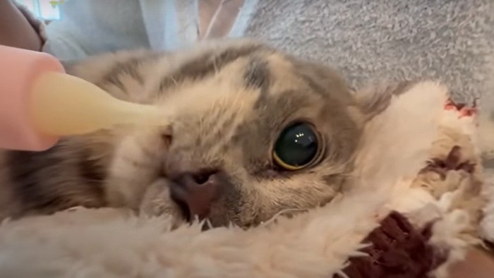 哺乳瓶で水を飲ませてもらう猫
